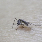 Un ejemplar esterilizado del mosquito causante del zika, en el Ministerio de Salud Pública de Guatemala.
