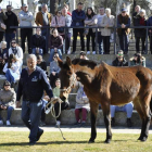 Imagen del concurso de burros zamorano-leoneses. DL