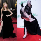 Un timelapse de los perros de la oficina Rover.com recrean algunos looks de la alfombra roja de los Oscars.