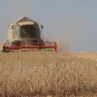 Una máquina cosecha grano en la provincia de León