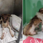 Los dos animales heridos, China y  Cuca, en la clínica donde se recuperan en la actualidad. DL