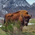 Imagen de un bisote en la reserva de Anciles, en el municipio de Riaño. PELAYO GARCÍA