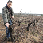Martínez Yebra sustenta su producción enel cepaje propio, repartido en algunas de la mejores viñasde Villadecanes.