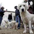 Curso de adiestramiento básico para perros en Salamanca