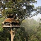 Las cabañas están situadas a unos 40 metros de altura sobre el suelo, colgadas de los árboles.
