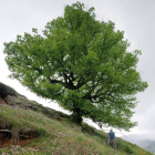 El tilarón de Castrovelloso en Redipollos, un árbol monumental de León. NORBERTO