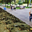 La suciedad en algunas zonas, como en el paseo de Condesa por los estorninos, acumula muchas quejas. RAMIRO
