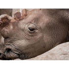 'Suni', el ejemplar de rinoceronte blanco que ha sido hallado muerto.