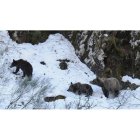 Imagen tomada por las patrullas de la Fundación Oso Pardo de una osa con dos crías en un monte del Alto Sil.