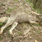 Imagen del lobo envenenado, en la senda donde apareció, cerca de una corriente de agua. DL