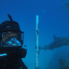 Jesús Calleja y su única defensa, un palo de escoba, rodeado de tiburones.