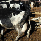 Vacas en una granja catalana, en una imagen de archivo.