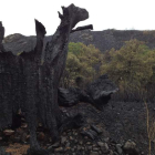 Montes de Pereda de Ancares, afectados por el fuego que quemó 650 hectáreas el fin de semana.