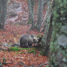 La osezna Saba fue liberada en la zona leonesa de Picos en noviembre de 2019.. DL