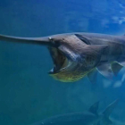 Un ejemplar de pez remo, una especie autóctona del río Yangtsé que ha sido declarado extinguido.