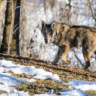 Un joven lobo, en un territorio alpino fronterizo entre Italia y Francia.