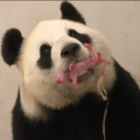 Es el tercer país europeos que consigue una cría de panda en cautividad