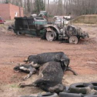 Dos vacas y un ternero muertos y parte de la maquinaria siniestrada.
