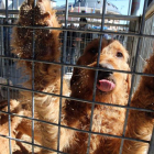 Hoy arranca la Feria de Perros de Caza de Camponaraya