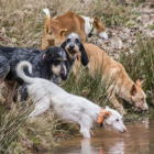 Perros de rastro sacian su sed en un arroyo durante una jornada de caza