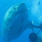 El vídeo del gigantesco tiburón blanco, en la isla de Guadalupe (México).