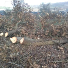 Una de las talas ilegales de robles, denunciada por un vecino. DL