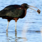 Un ejemplar de morito común - capó reial, comiendo un caracol manzana en el delta del Ebro.