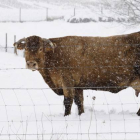 Una vaca pasta en un prado que se encuentra nevado en Lugo, Galícia.