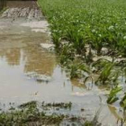 El agua anegó las fincas de  cultivo cercanas al lugar de la rotura