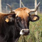 El interés por recuperar la raza autóctona de la  vaca mantequera leonesa y responder a las necesidades de la ganadería actual ha llevado a  la asociación Armale a programar la jornada ‘Cuidar lo Nueso’ durante este sábado 9 de diciembre en la Casa de la Cultura de Páramo del Sil. ARMALE