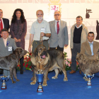 En el centro, el mastín leonés mejor raza española.eparándose para participar en la exhibición de León.