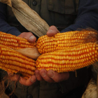 Imagen de unas mazorcas de maíz que ahora servirán también para elaborar ‘nachos’. JESÚS F. SALVADORES