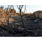 Un ternero muerto en la cresta de la sierra del Pico Zapatero, arrasado por el fuego. RAÚL SANCHIDRIÁN