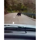 Los ocupantes del coche grabaron al animal. MARCOS ÁLVAREZ