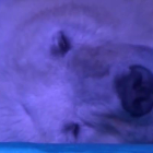 El oso polar encerrado en Granview como atracción turística