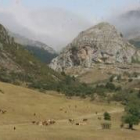 Los ganaderos de vacuno leonés de Picos de Europa reclaman mayor control de la administración