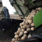 Un agricultor recolecta patatas genéticamente modificada Amflora de BASF.