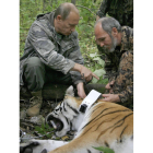 Uno de los tigres liberados por Putin.