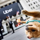 Un perro frente a la fachada de Wall Street, en la que se muestra el logotipo de Uber. JUSTIN LANE
