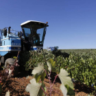 La bodega Gordonzello, en Gordoncillo, ha sido la primera en comenzar a vendimiar. MARCIANO