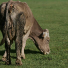 La organización agraria Asaja espera que la zona se declare de especial incidencia.