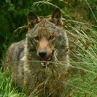 Un lobo en la provincia de León. DL