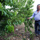 Valentín Arias en la plantación de cerezos que ‘despertó el apetito’ de los ladrones