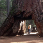 El Pioneer Cabin Tree, en una foto de archivo. El árbol, un grueso ejemplar de secuoya gigante, se encontraba en el parque estatal de Calaveras, en California (EEUU).