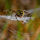 Una araña teje su tela cerca de Katterbach (Alemania). DANIEL KARMANN