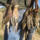 Las codornices se cazan en la media veda de agosto a septiembre.