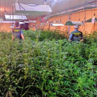 Imagen de la plantación encontrada en Sahagún