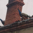 Dos pavos reales, en el tejado de uno de los edificios afectados del Crucero.