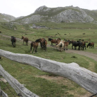 El ganado equino ha sustituido a la oveja merina trashumante en buena parte de la comarca.