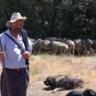 Cándido Rodríguez, frente al rebaño que lleva hasta Abelgas y que sesteaba ayer cerca de Nistal